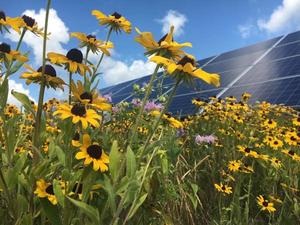 Bee friendly solar sites in Minnesota. - © Fresh Energy
