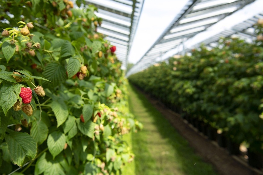 Semi-transparent solar modules protect the raspberries from hail, heavy rain and direct sunlight, but still allow sufficient sunlight pass through.