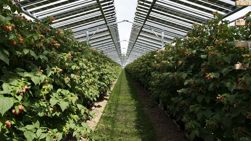 Babberich fruit farm in the The Netherlands.
