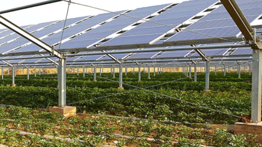 Solar up top, green below – the agri-PV project in&nbsp;Catania