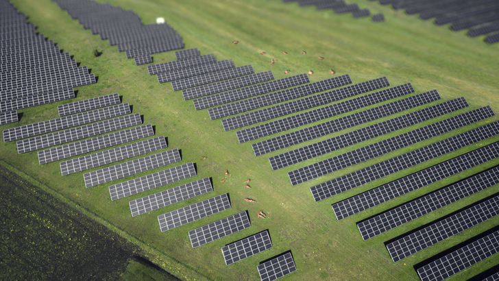 Reihen von Solarmodulen auf einer Wiese, zwischen denen Rehe grasen, von oben gesehen. - © PMT 2025