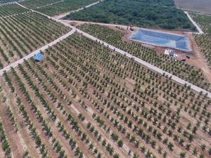 Irrigation system for cherries in Ninski Stanovi - © Luxor Solar
