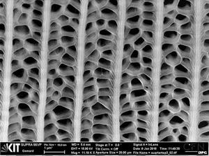 Cross-connections between the ridges on the butterfly wing of Pachliopta aristolochi- ae form disordered “nanoholes” that enhance light absorption - © Radwanul H. Siddique, KIT/Caltech
Cross-connections between the ridges on the butterfly wing of Pachliopta aristolochi- ae form disordered “nanoholes” that enhance light absorption - © Radwanul H. Siddique, KIT/Caltech