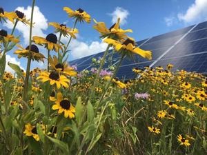 Bee friendly solar sites in Minnesota.
