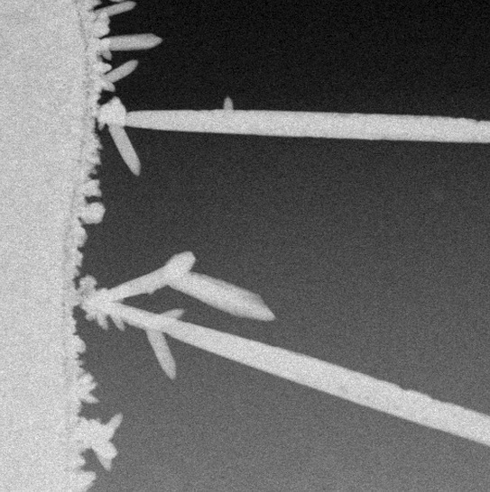 This image of lead dendrite growth and collapse was acquired in real time with a transmission electron microscope. Certain nucleation sites consistently nucleate larger dendrites. - © CBI
