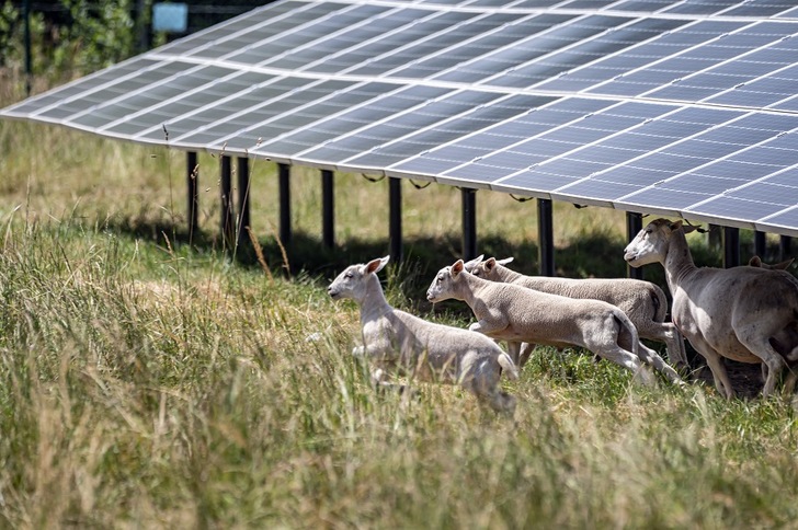 Sheep grazing under a solar park. In its new subsidy-free PV projects the utility EnBW also implements measures to improve biodiversity.