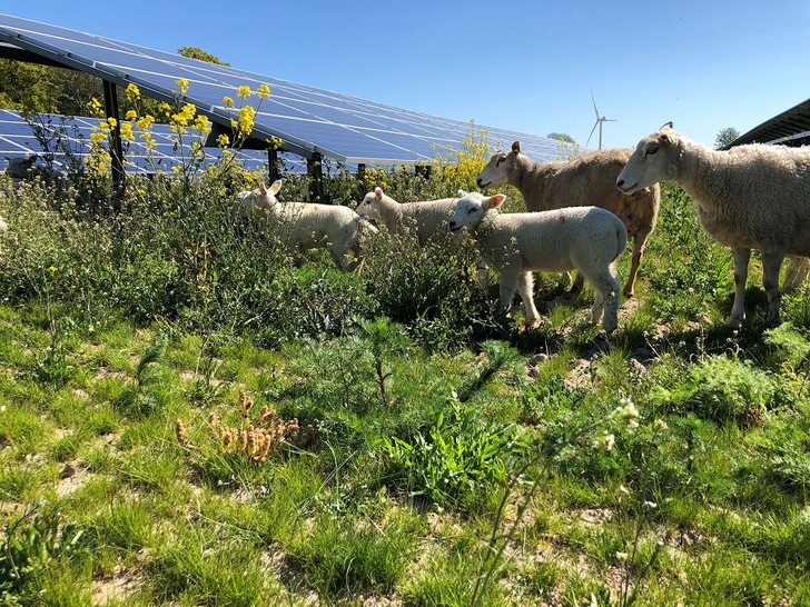 The production of food on the land of the four new solar parks will continue - now with organic production of lamb meat, grass (for protein extraction), and biochar. - © BeGreen
