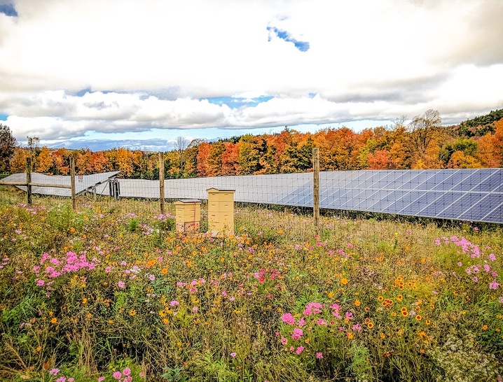 Pollinator-friendly solar sites can increase the yields of some nearby crops. - © RenewComm
