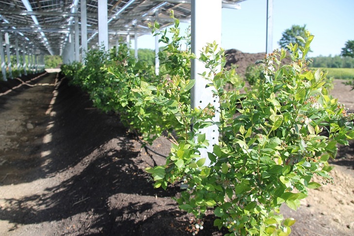 Blueberries under solar plants.