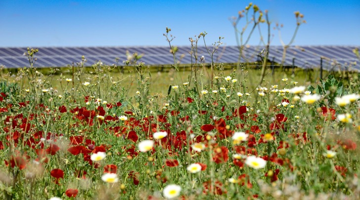 Measures to promote biodiversity are taken during construction and operational life of the new PV parks in Spain. - © BayWa r.e.
