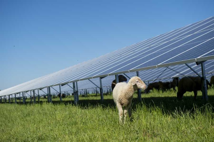 Wildlife and biodiversity are fostered through different measures at the planned solar park near Bristol. - © BayWa r.e.
