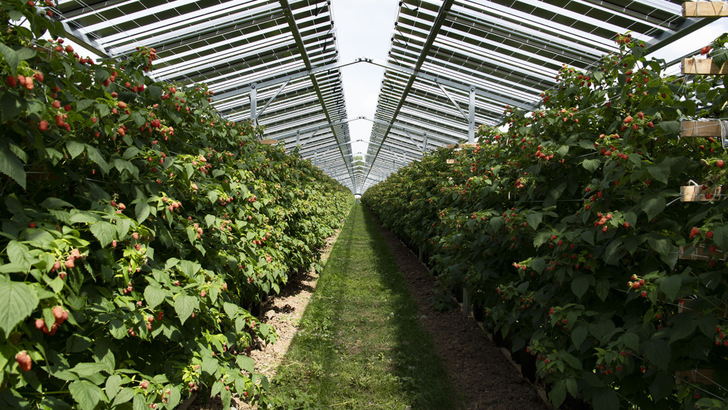 Raspberry farm in Babberich/Netherlands with Agri-PV: Net crop yield was increased by about 6 percent compared to conventional raspberry cultivation under foil tunnels. - © BayWa r.e.
