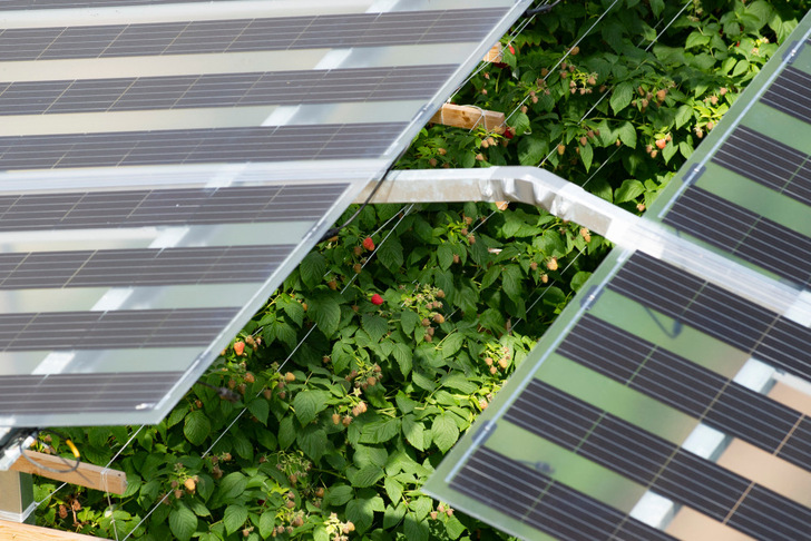 Fraunhofer Institute for Solar Energy Systems ISE has updated its guide to agrivoltaics. Now it is also available in English.