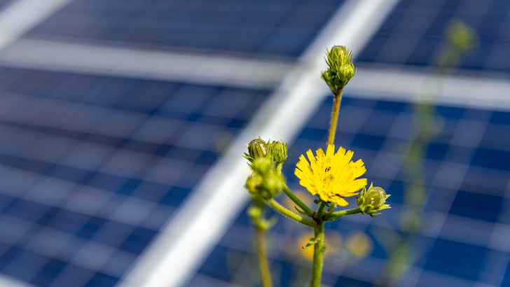 The solar plants are designed for future retrofitting of large-scale storage systems.