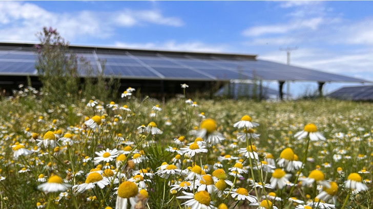 The flowering meadows in the solar parks are the foundation for insects to reestablish themselves on the former fallow land.