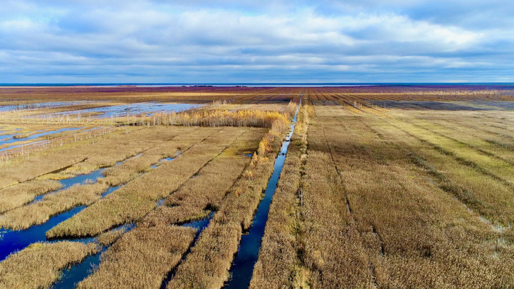 The Moor Centrum in Greifswald, Germany, estimates the area of moorland worldwide to be 500 million hectares, ten per cent of which is drained.