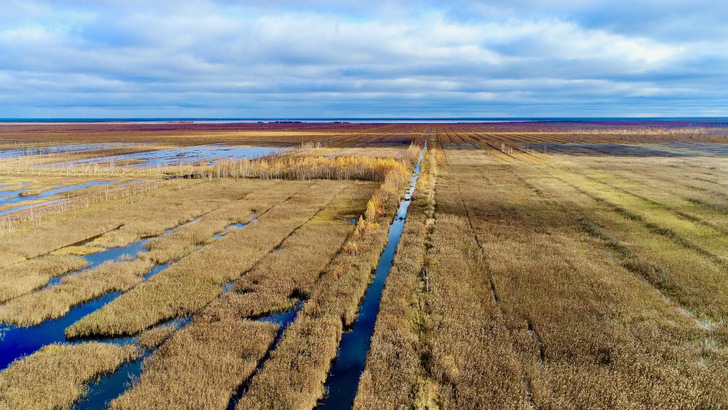 The Moor Centrum in Greifswald, Germany, estimates the area of moorland worldwide to be 500 million hectares, ten per cent of which is drained. - © Kirill Shakhmatov
