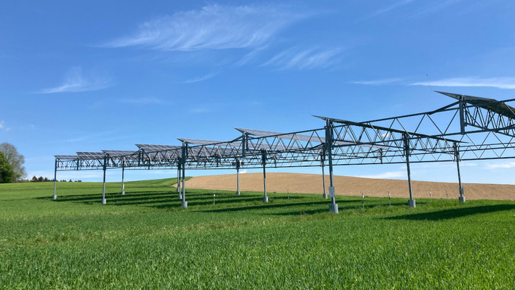 Some plants benefit from the shade provided by solar modules. When it gets dry, almost all crops benefit. - © University of Hohenheim/Alexander Schweiger
