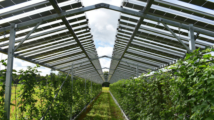 The solar field in the Netherlands spans berry crops.