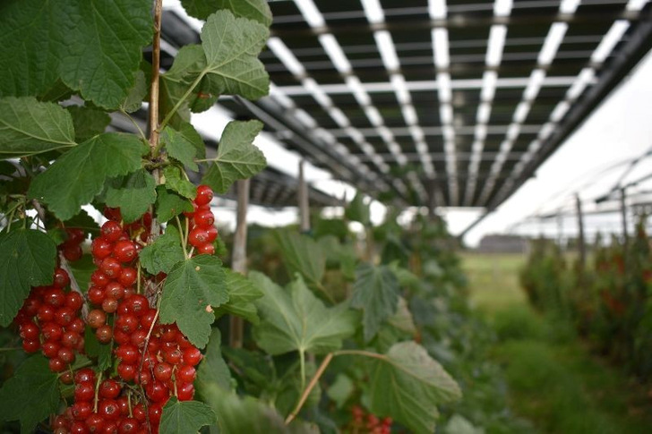 Farmers and solar developers now have two new tools to understand Agrisolar.