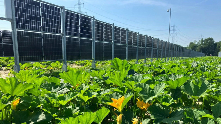 The Agri-PV system stands on a pumpkin field: Styria is famous for its pumpkin seed oil.