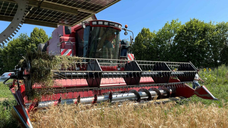 The trackers have moved into a harvesting position so that the combine harvesters can harvest unhindered. - © Bruck/Leitha Energy Park Association
