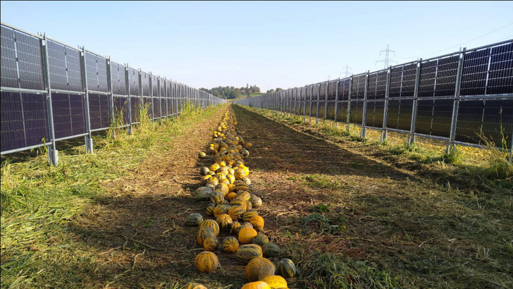 This year, the farmer grew pumpkins between the modules. In the next two years, the crops will be different.