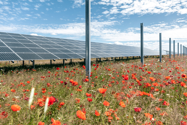More and more solar parks combine power production and biodiversity, here an example in Germany. - © EnBW/ Fotograf paul-langrock.de
