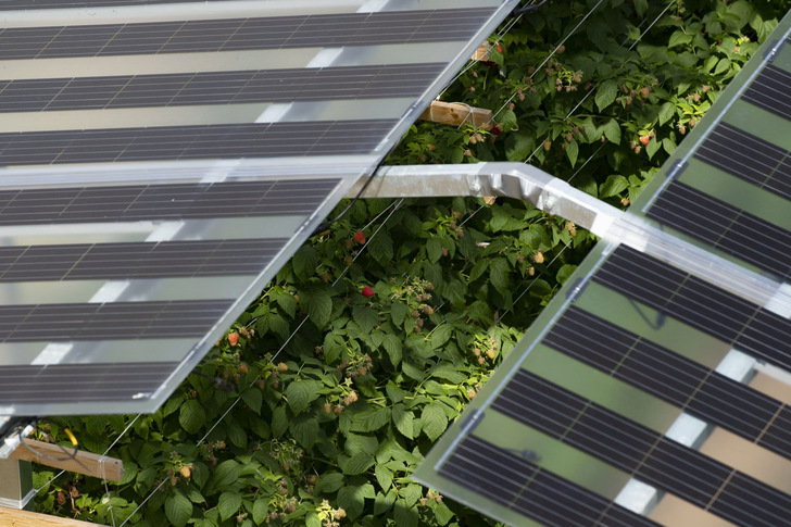 Since Croatia is a mainly rural country, there is a huge interest from smaller farmers in agrisolar in order to be competitive with farmers who possess large plantations.