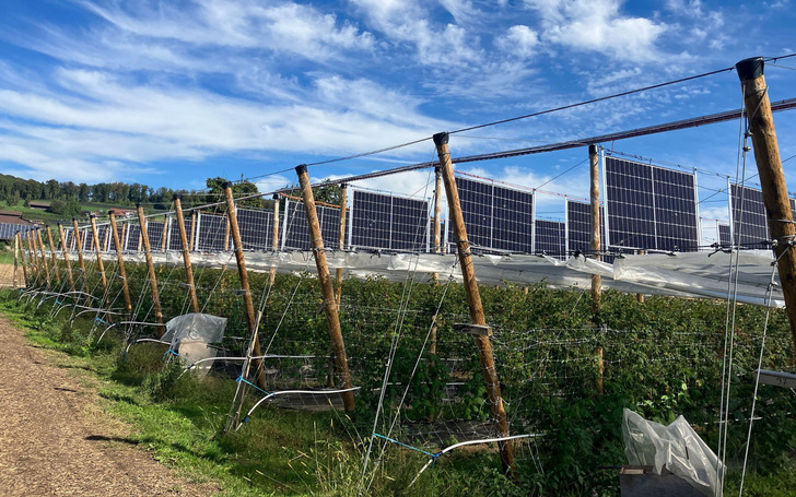 Vertical solar panels on a raspberry field in Switzerland - this will soon be a common sight. - © Bioschmid
