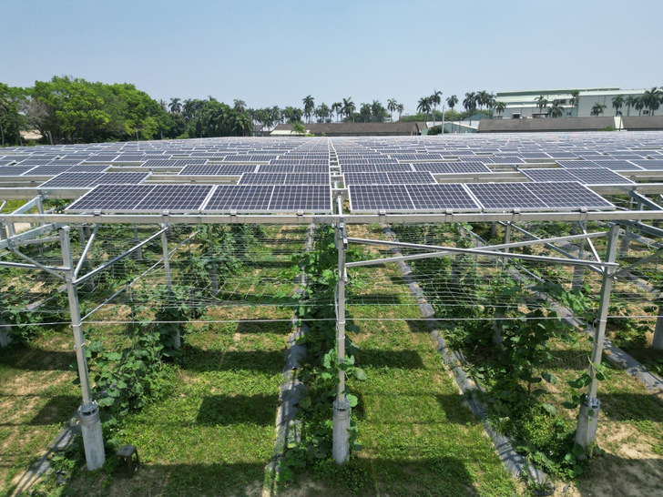 Taiwanese Agri-PV installation using SolarEdge inverters and Power Optimizers. - © SolarEdge
