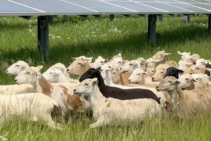 Ohio has green-lit what will be the state’s largest solar farm – and the largest agrivoltaics project in the US. - © Erich Burnett/Oberlin College
