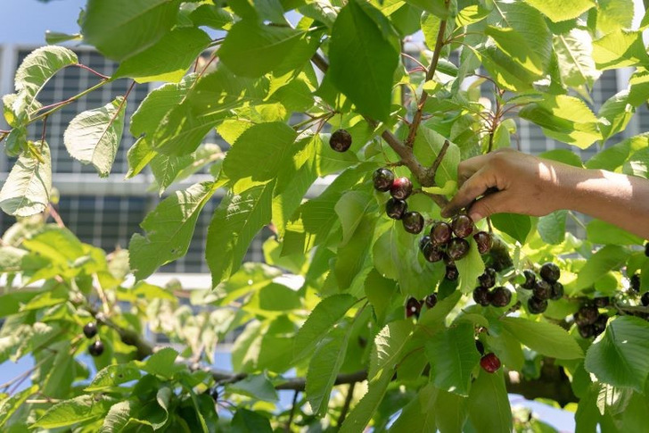  Agrisolar is gaining ground in Europe. A new digital map of SolarPower Europe, which is updated on an ongoing basis, provides an overview of projects in Europe.