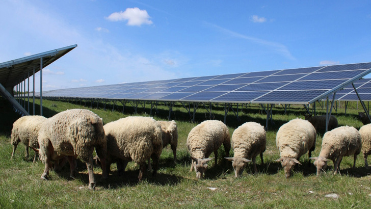 Former military bases - now solar parks with sheep grazing in France.