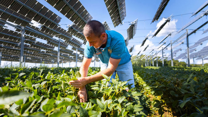 Farmer Sylvain Raison is satisfied with the yields of the soybeans he has grown under the solar modules.