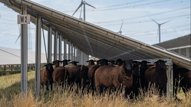 The new solar installation combines agri-PV, wind power, agriculture and storage. - © Püspök/Alex Lang