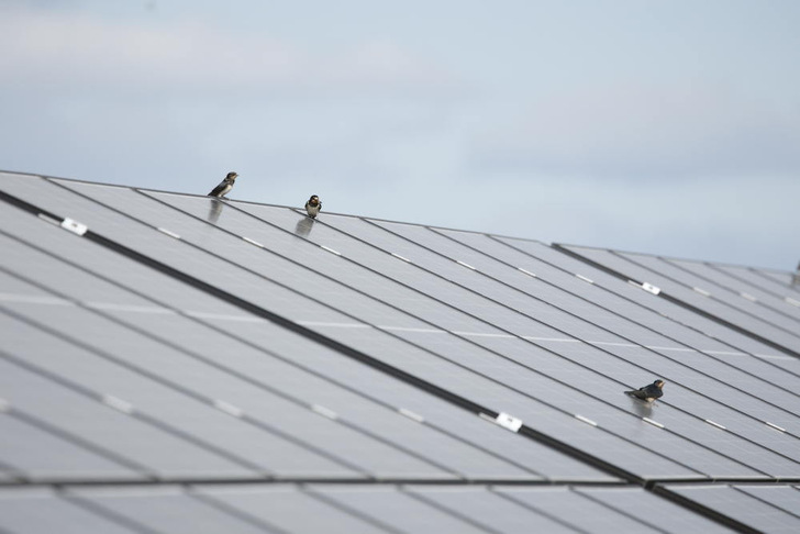 RWE are sitting pretty at their Solar PV Biodiversity Project in Poland