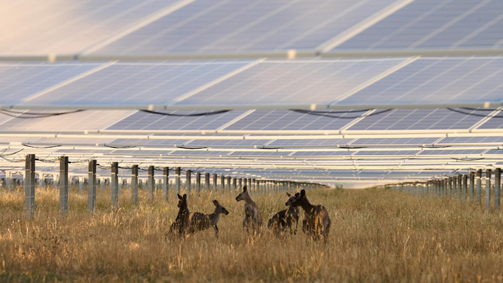 Just don’t bounce too high – kangaroos under a solar farm are an increasingly common sight in Australia.