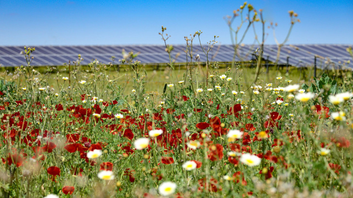 Blossoming – the planned solar park in South Derbyshire also hopes to encourage diversity, including dozens of new nesting sites for skylarks.