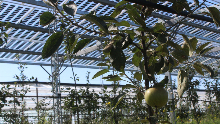 Apples flourishing under semi-transparent solar panels.