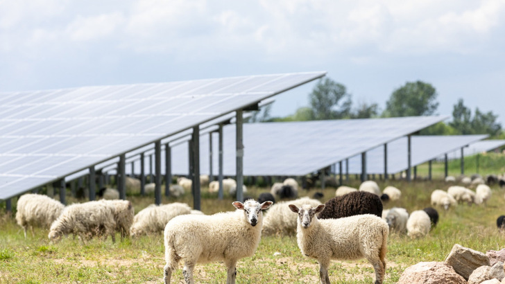 These sheep may be in no hurry, but the slow wheels of bureaucracy continue to hold back many solar projects.