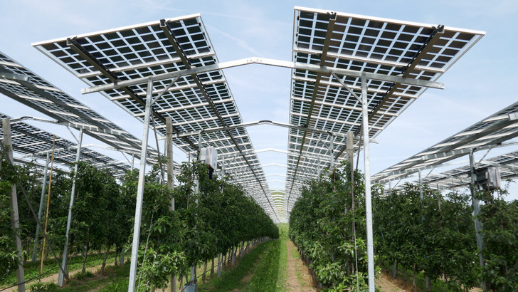 Horizontally-mounted solar modules such as pictured here at fruit and berry farm are one of the most popular approaches in agri-PV.