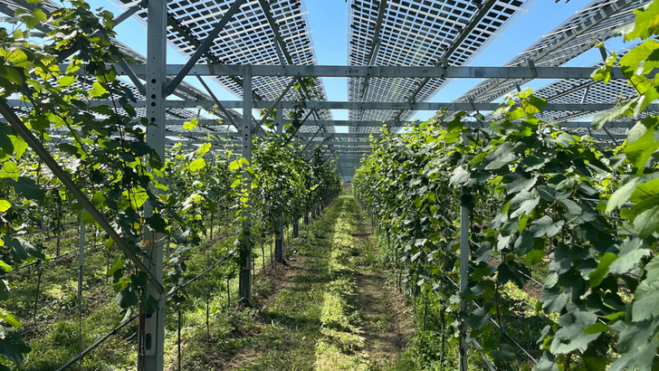 This agri-PV system at Tuniberg uses semitransparent modules to provide grapevines with sufficient light