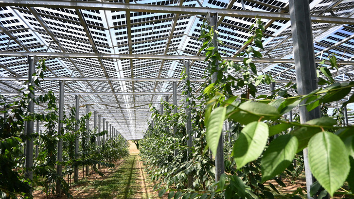 Green shoots meet green power under Czech solar canopies