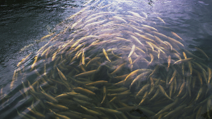 A school turns in the shallows, untroubled by tariffs or feed-in rates