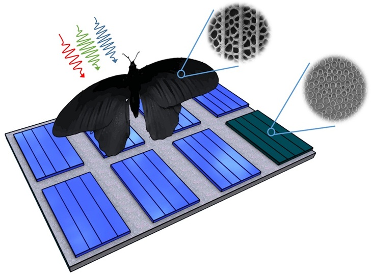 Nanostructures of the wing of Pachliopta aristolochiae can be transferred to solar  cells and enhance their absorption rates by up to 200 percent. - © Radwanul H. Siddique, KIT/Caltech
