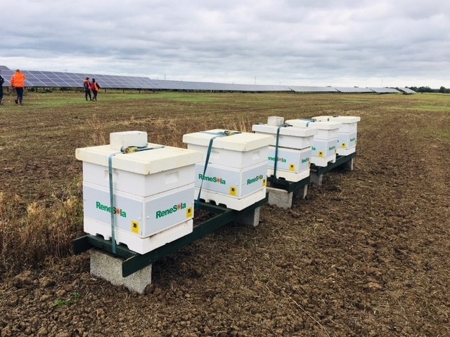 Beehives installed in Renesola PV plant in UK.
