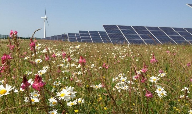 At the north Kent coast Cleve Hill Solar Park plans to integrate a comprehensive habitat management.