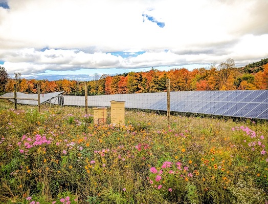 Pollinator-friendly solar sites can increase the yields of some nearby crops.