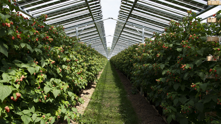 Raspberry farm in Babberich/Netherlands with Agri-PV: Net crop yield was increased by about 6 percent compared to conventional raspberry cultivation under foil tunnels.